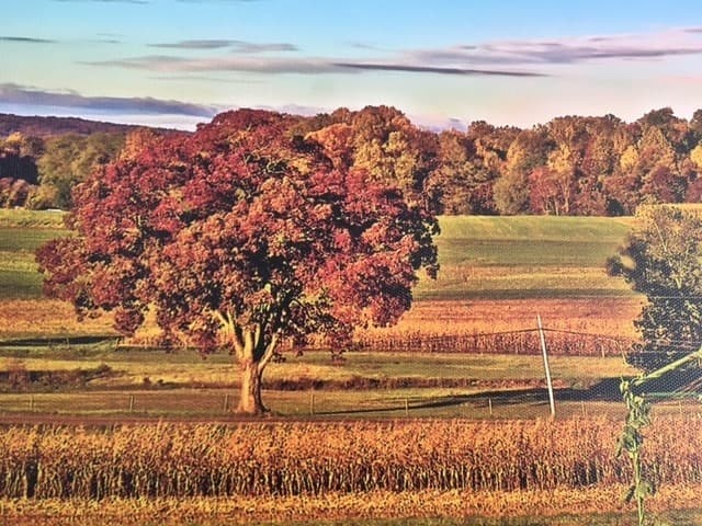 Oak Shade Tree Service LLC