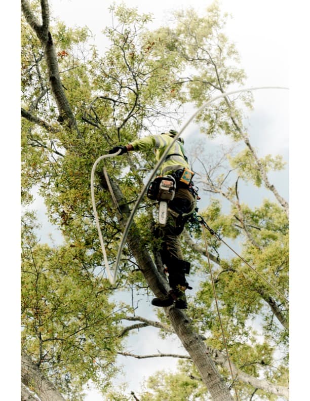 Arbor Source Professional Tree Care