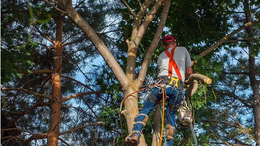 NYC Tree Trimming & Removal