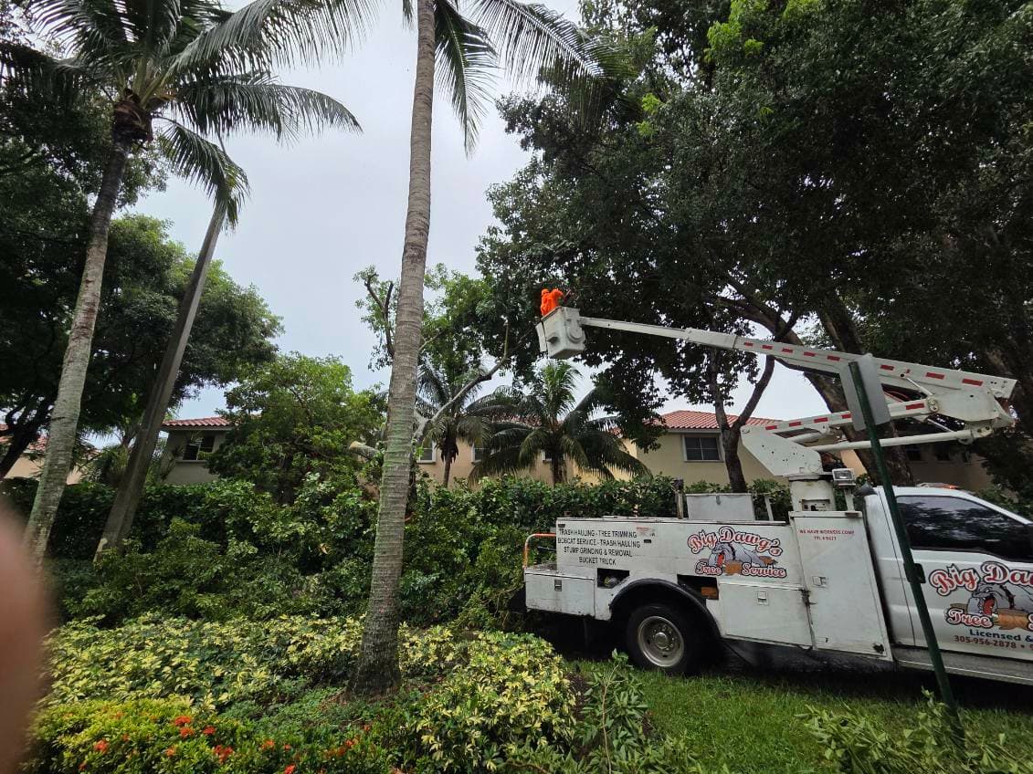 Big Dawgs Tree Service and Stumpgrinding