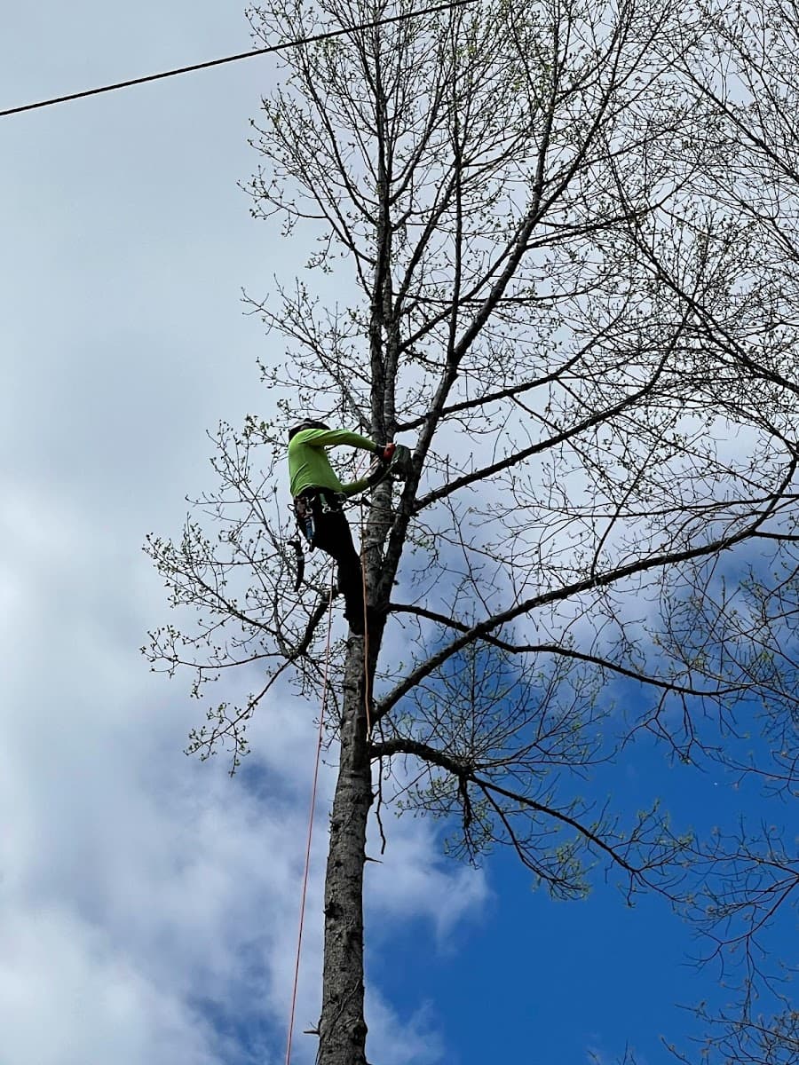 A Lau Tree Service Llc