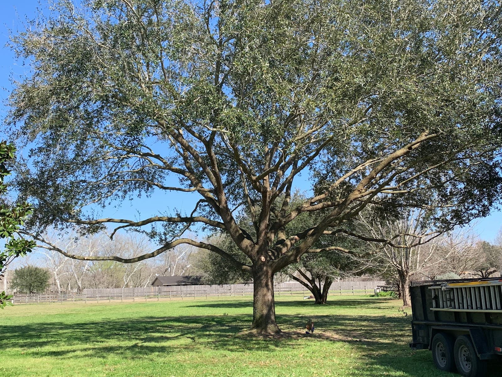 Rosenberg Tree Service