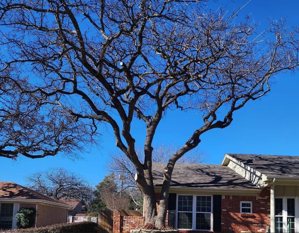 Texas Pride Tree Service