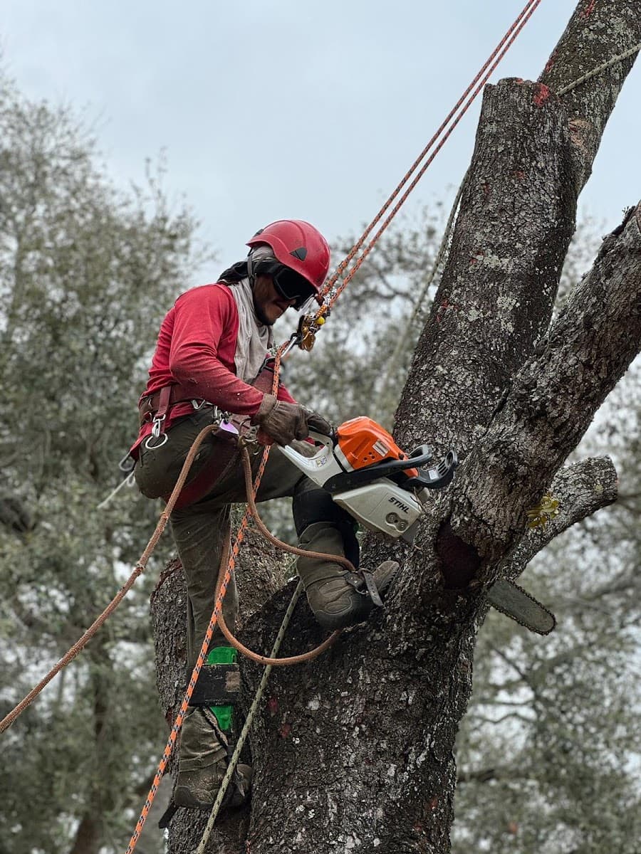 Specialized Tree Care Miami
