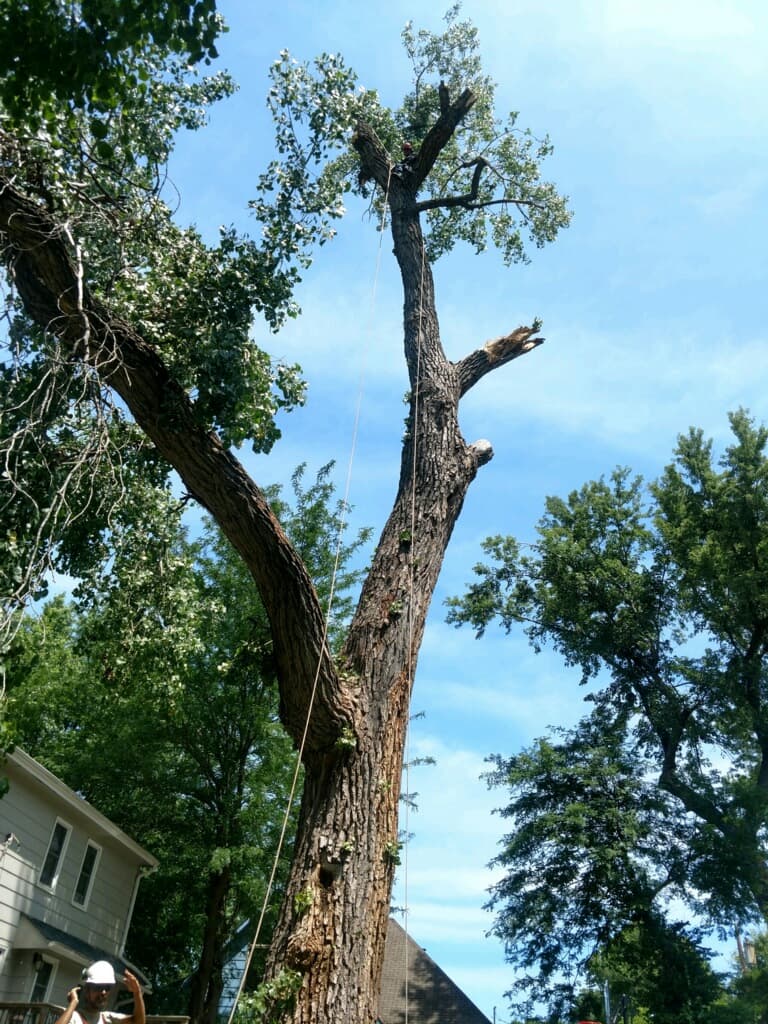 Three Men Tree Service