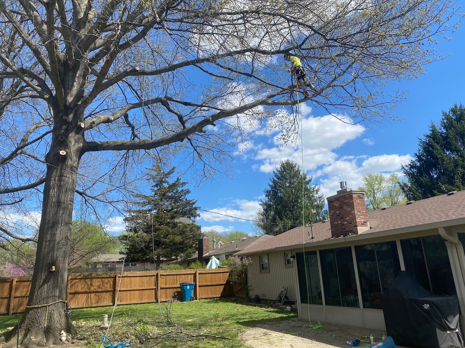 Tree Labs Tree Service