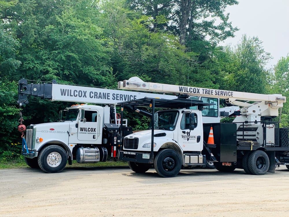 Wilcox Tree Service, LLC