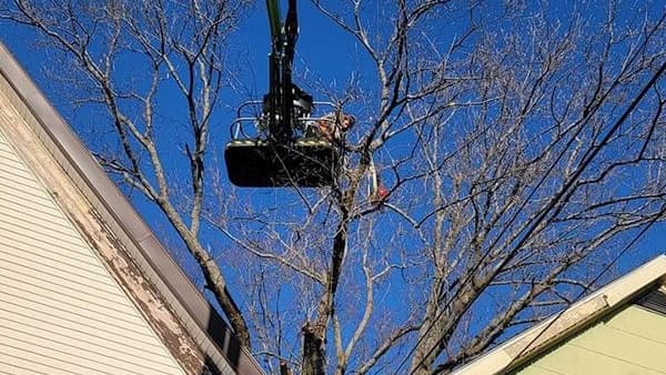Webster Tree Service