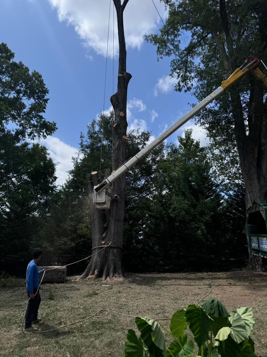 Rene Tree Service LLC