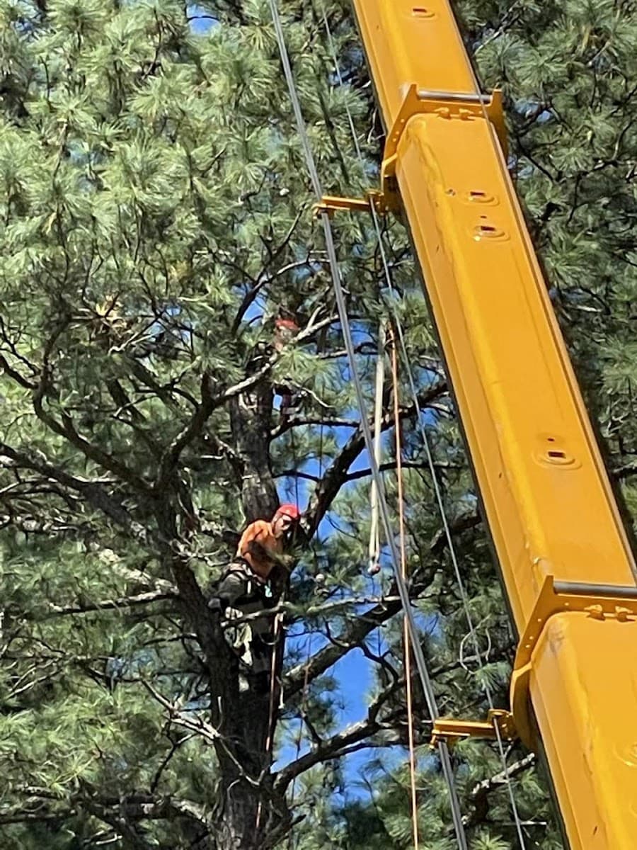 Miller's Tree And Outdoor Service