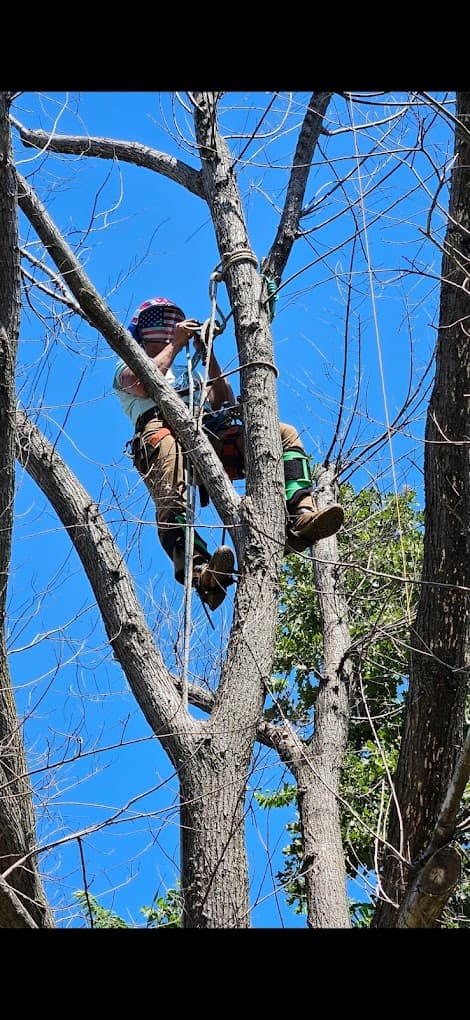 Shain's Tree and Stump
