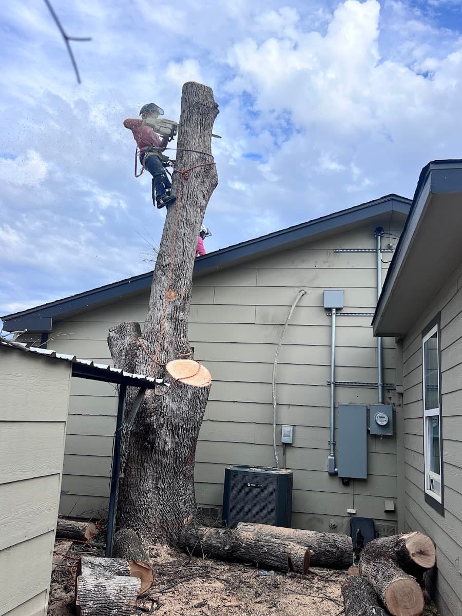 Jose'S Tree Service Co