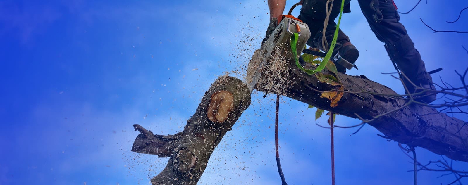 Complete Tree Care Inc.