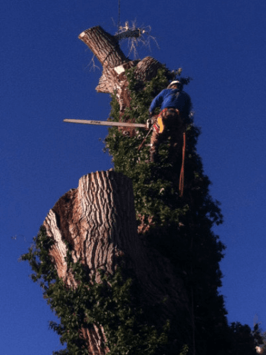 Battle Born Tree Service