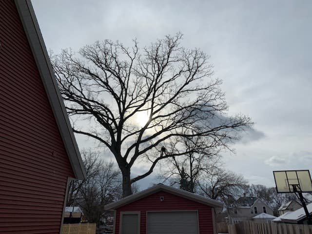 Muller Brothers Tree Service LLC