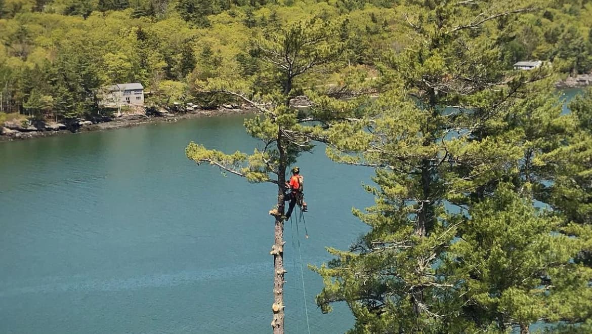 Maine Tree Company, LLC