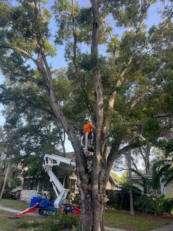 Tree Dragons Forestry and Logging