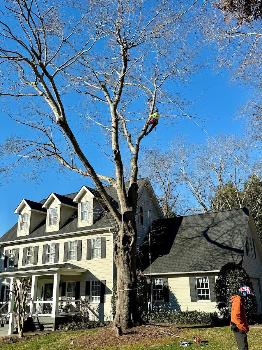 Hub City Tree Company