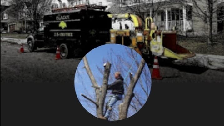 Blacks Tree and Landscape