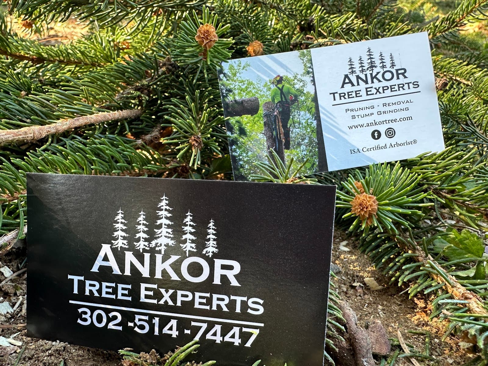 Ankor Tree Experts