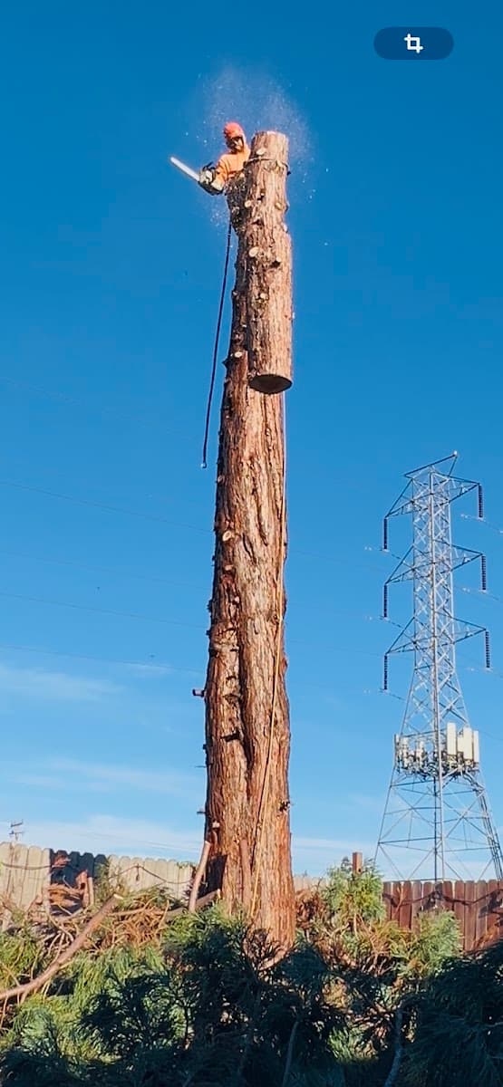 Castillo Tree Service Inc