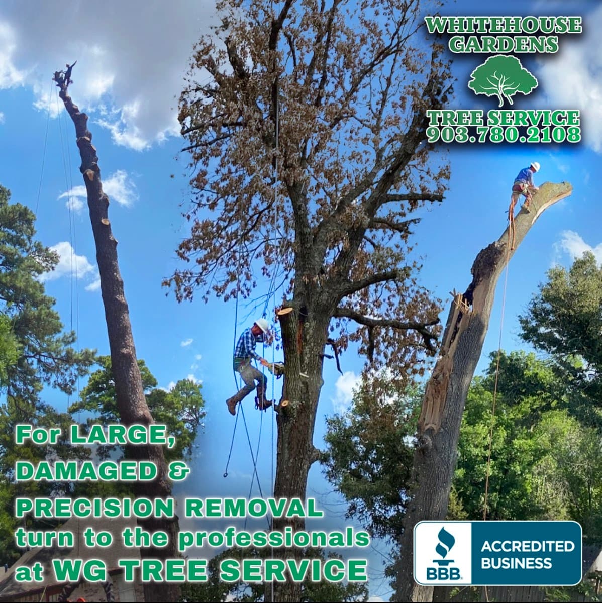 Whitehouse Gardens Tree Service