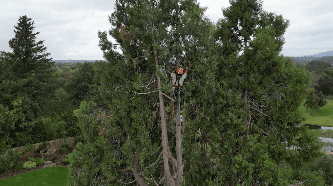 A-1 Tree Service & Stump Removal
