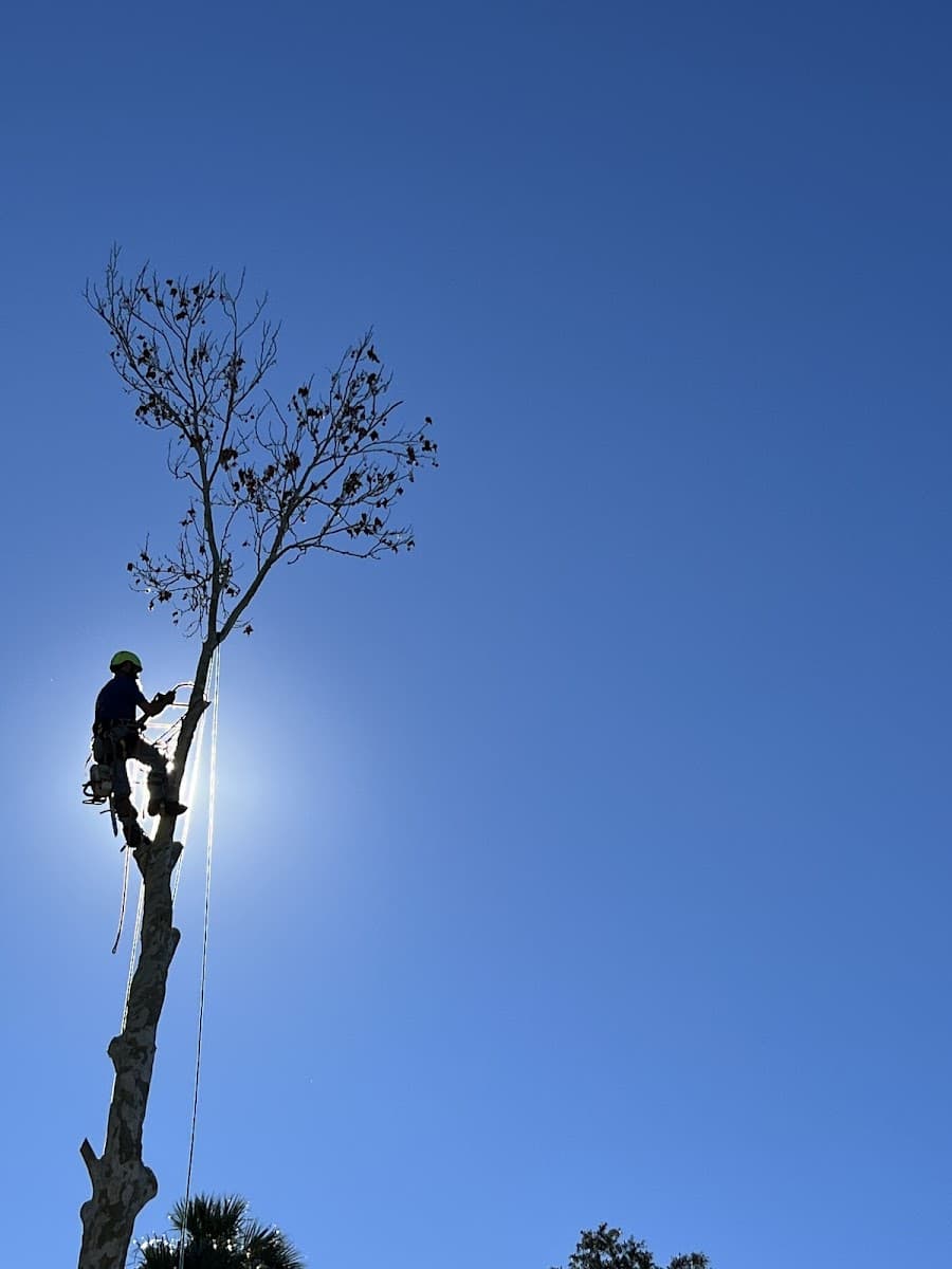 Aardvark Tree Service