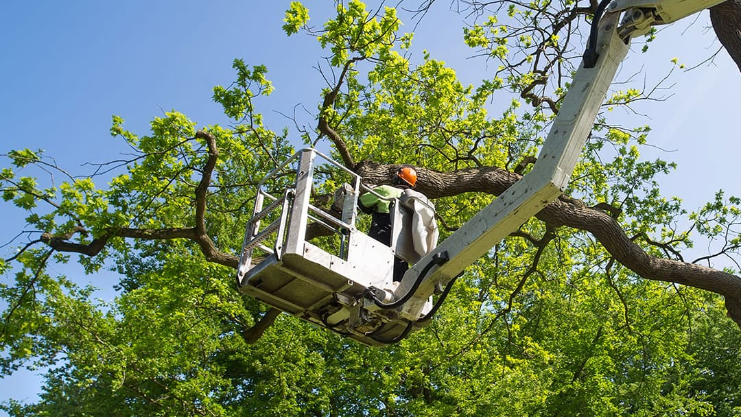 Huskey's Tree Service