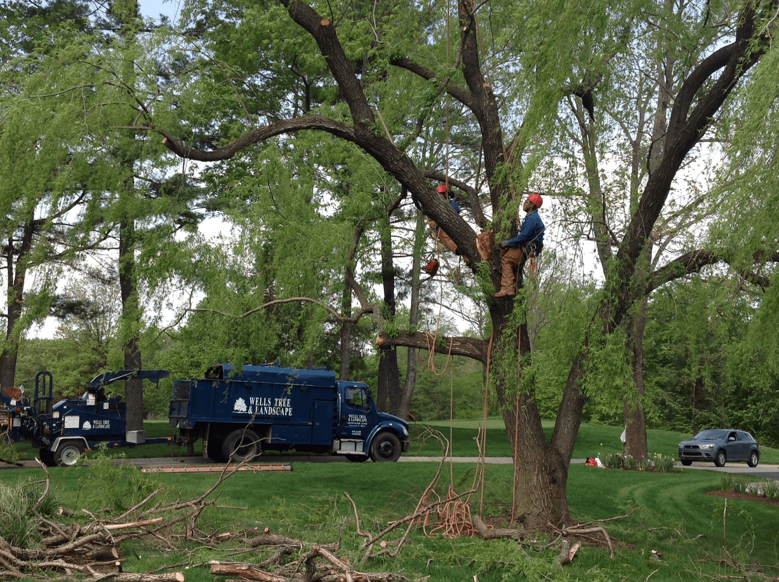 Wells Tree & Landscape