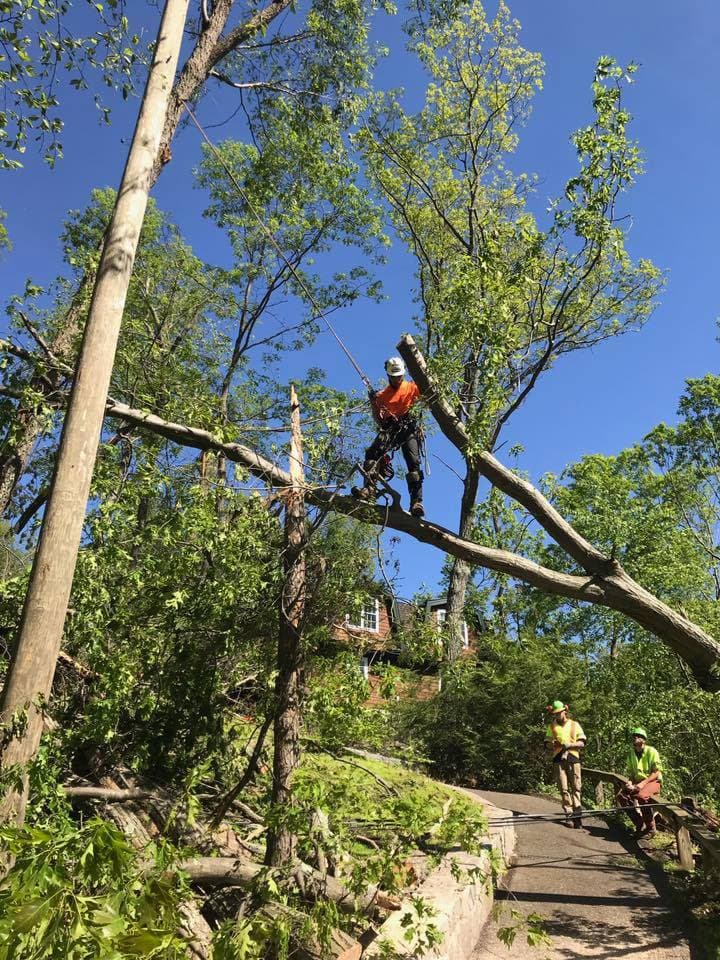 Parham Tree & Home Services