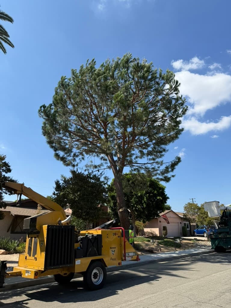 Tom Day Tree Service Inc