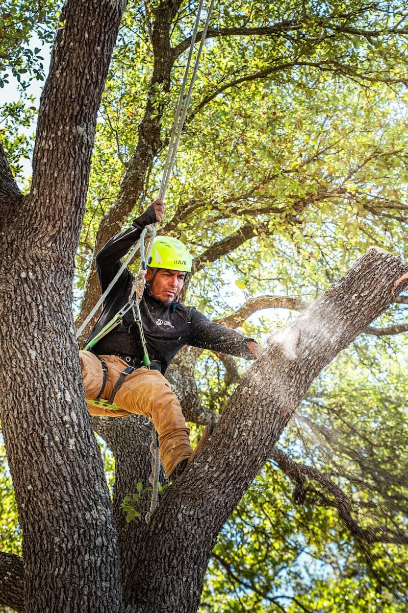 Tree Scouts Tree Service