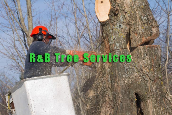 R&B Tree Services