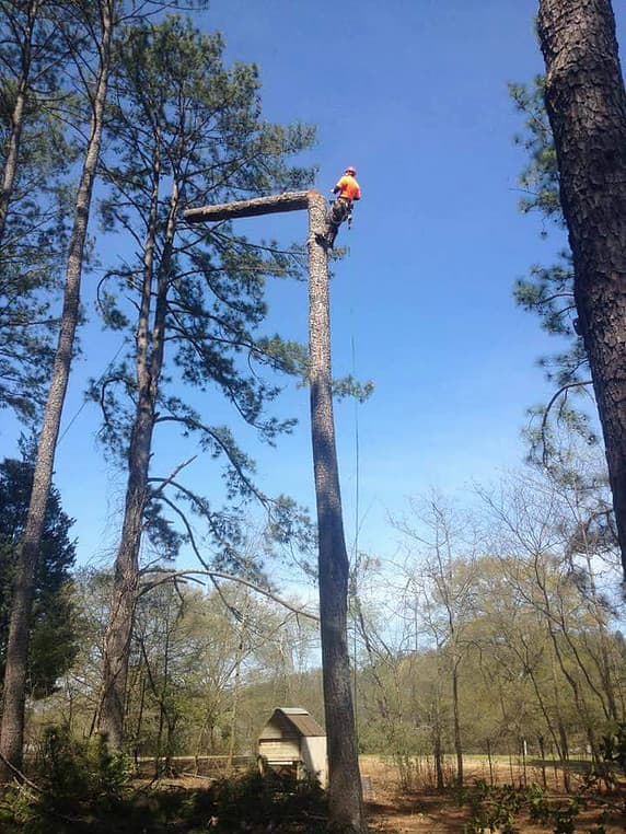 Arbor Rite Tree Surgeon