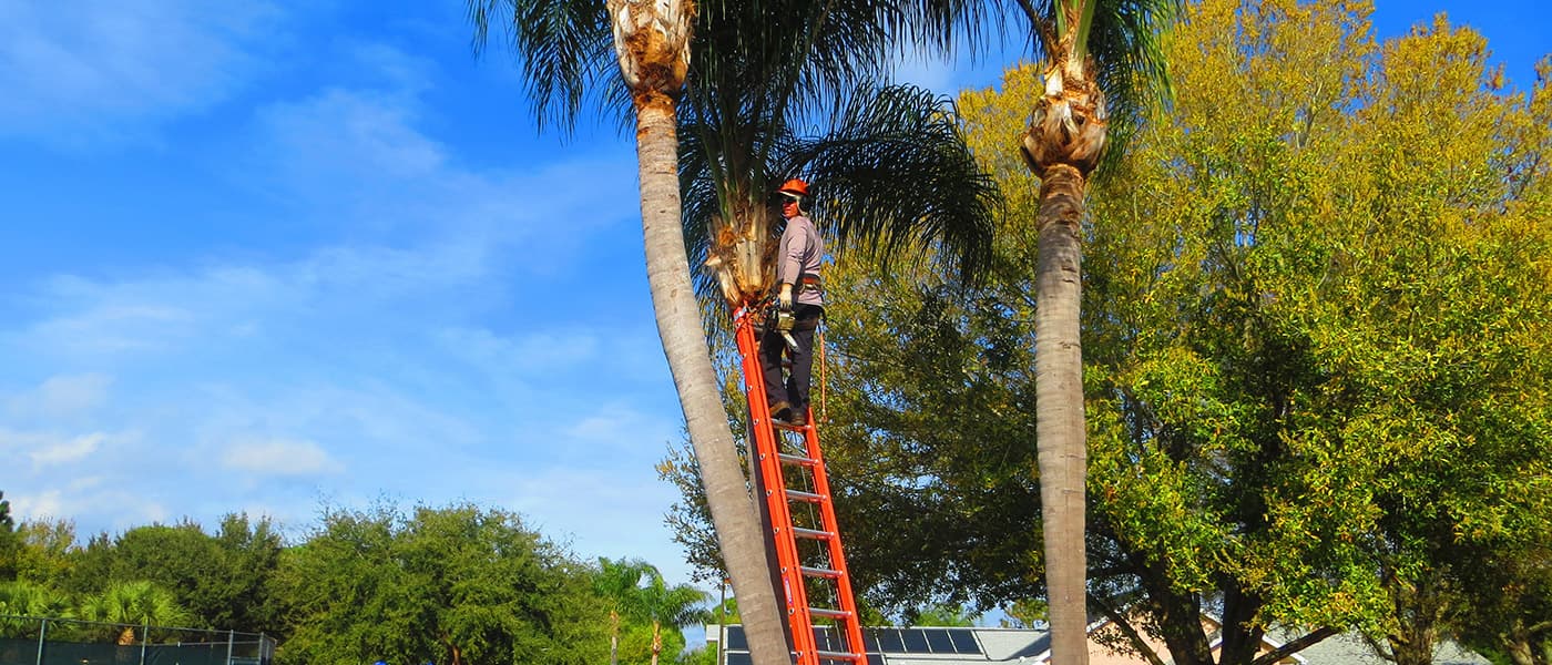 Big Wood Tree Service, Inc.