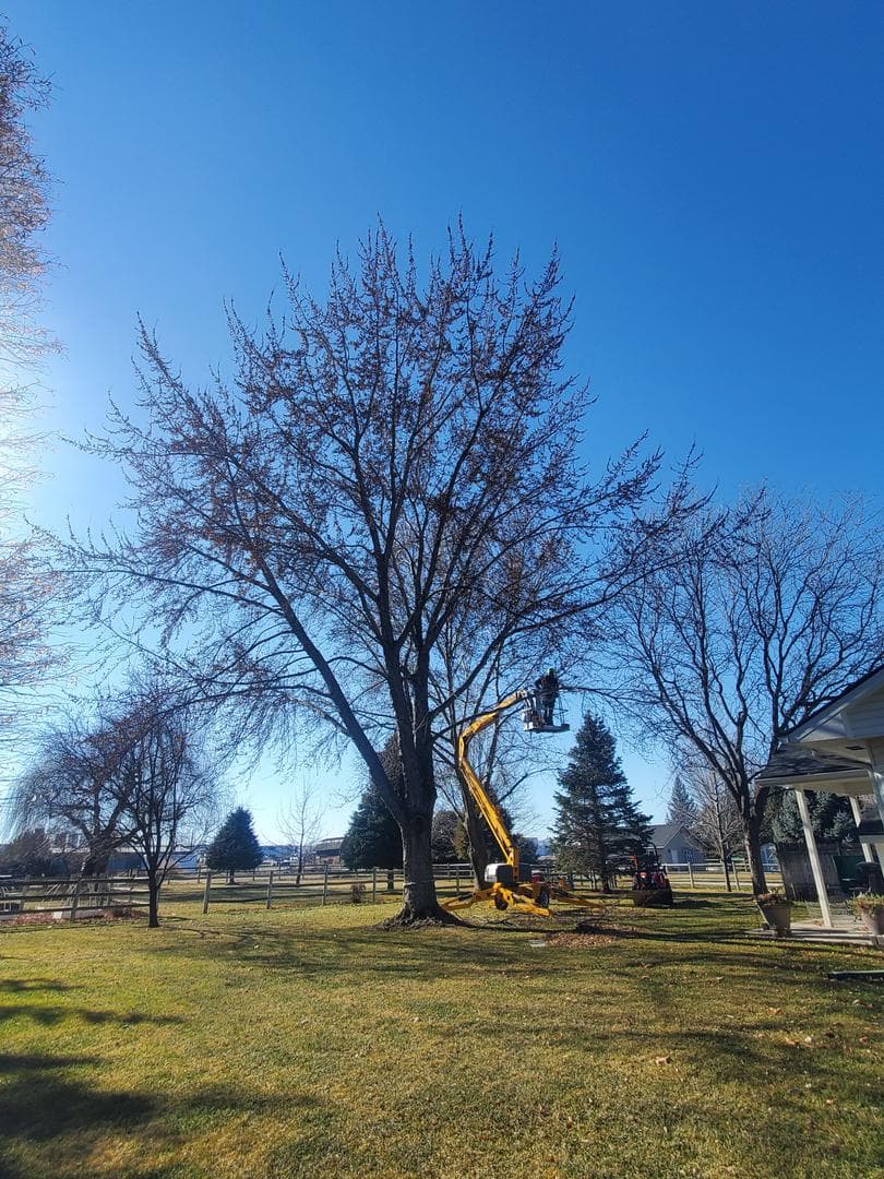 Trees All Day Tree Service