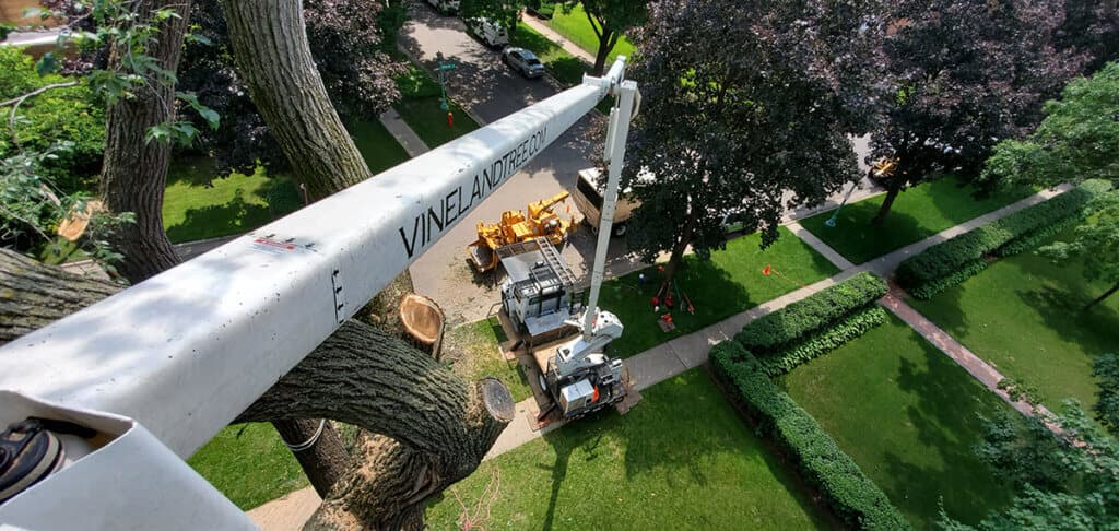 Vineland Tree Care
