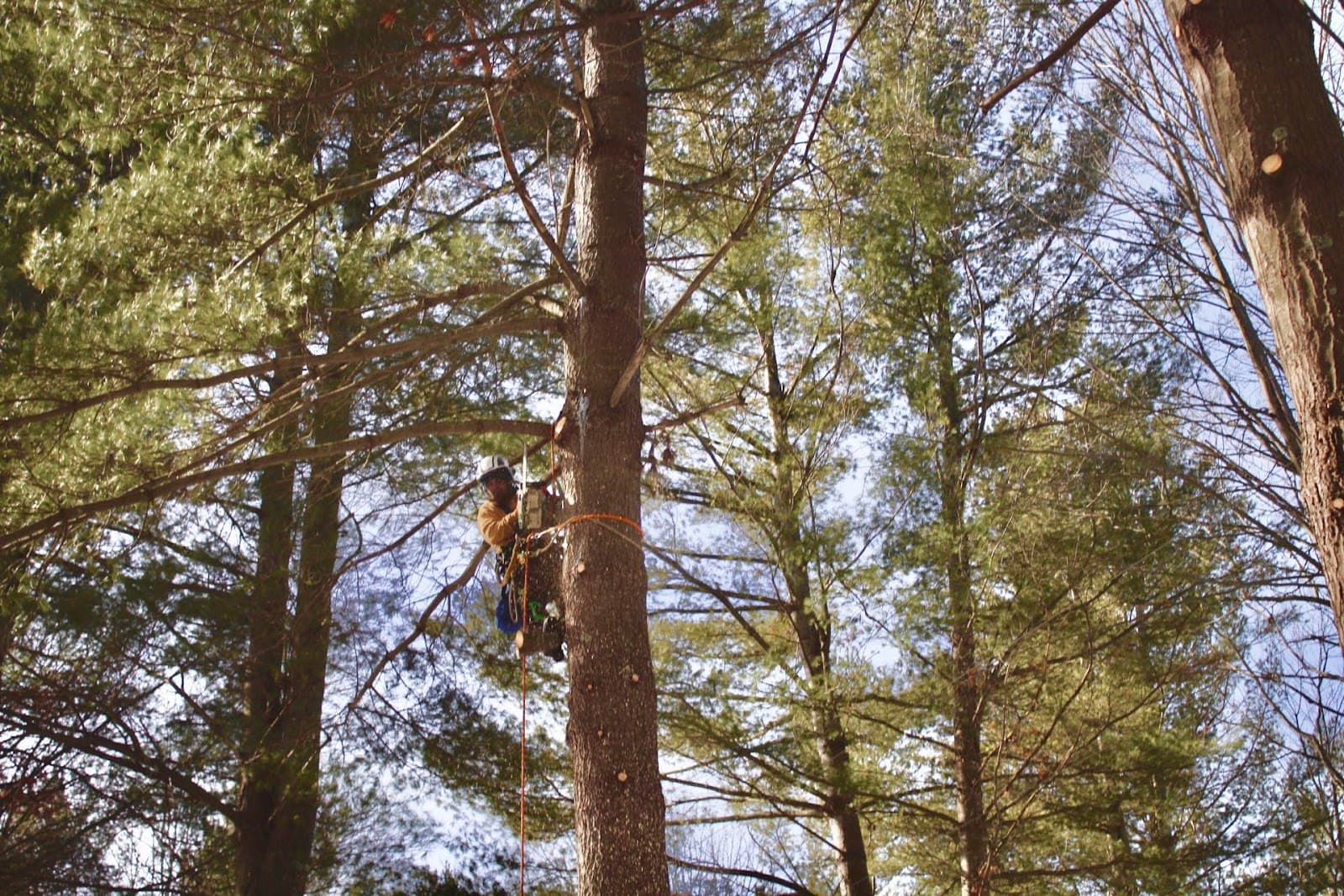 Trombly's Tree Service