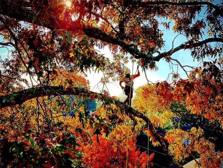 TARZAN THE TREEMAN, LLC