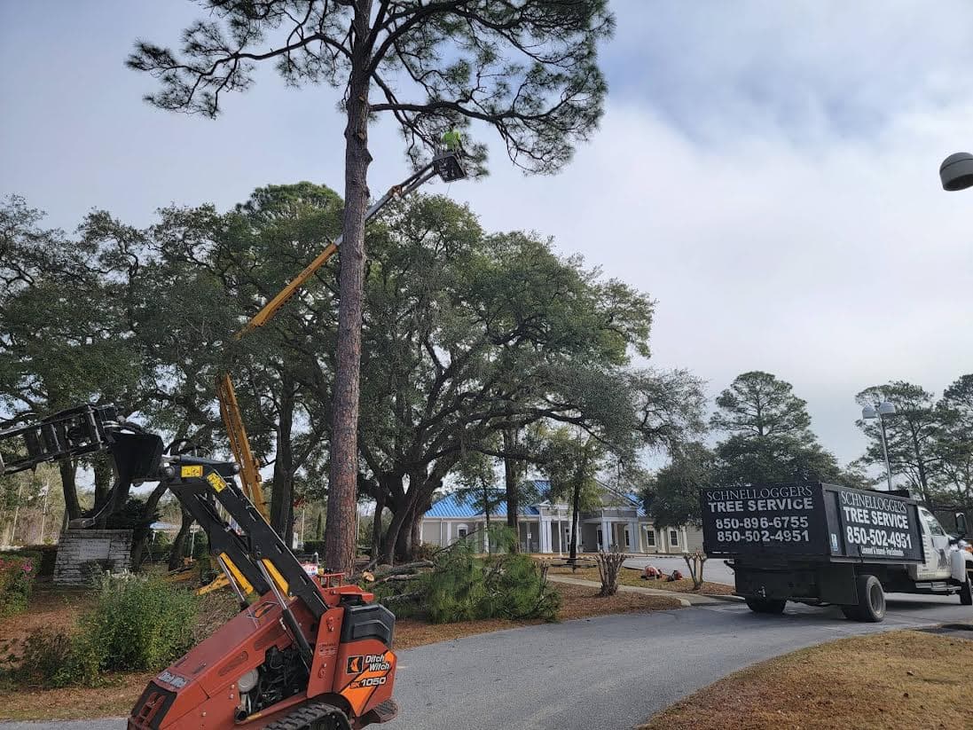 Schnelloggers Tree Service & Removal