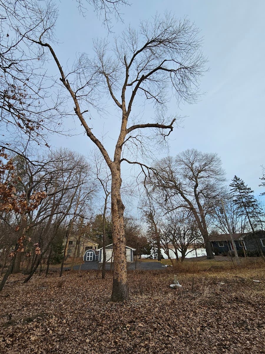 Enchanted Outdoor Tree & Services