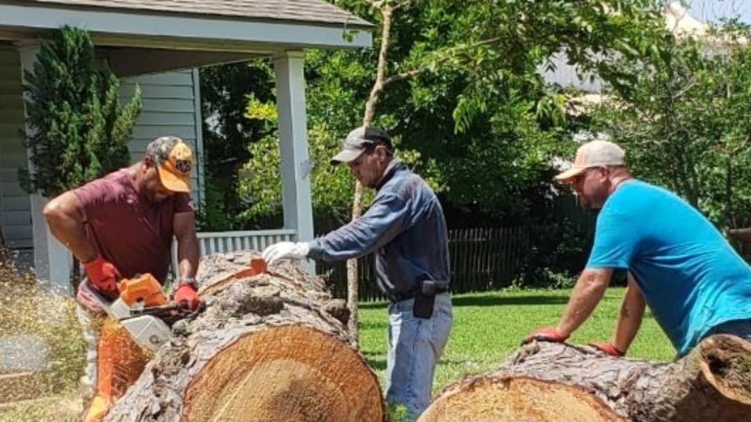 Honest Tree Trimming & Removal Services