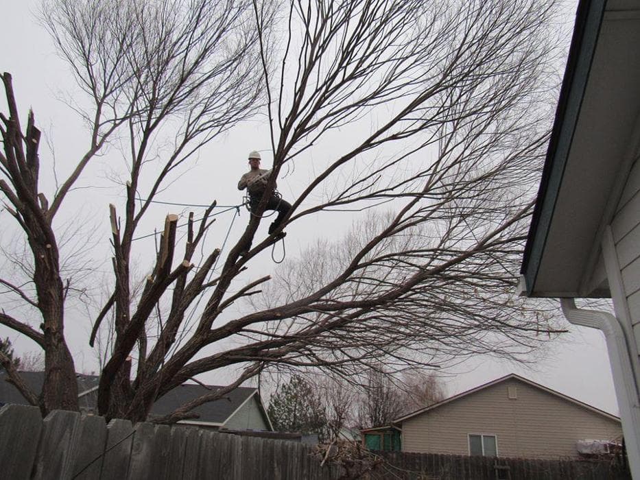 Treasure Valley Tree Company