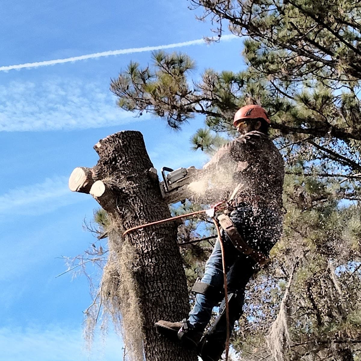Joe's Tree Service