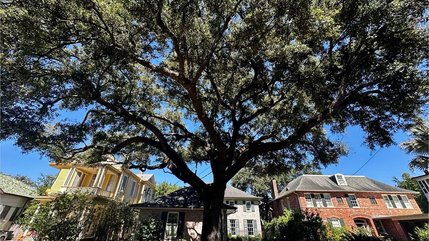 Audubon Tree Care LLC