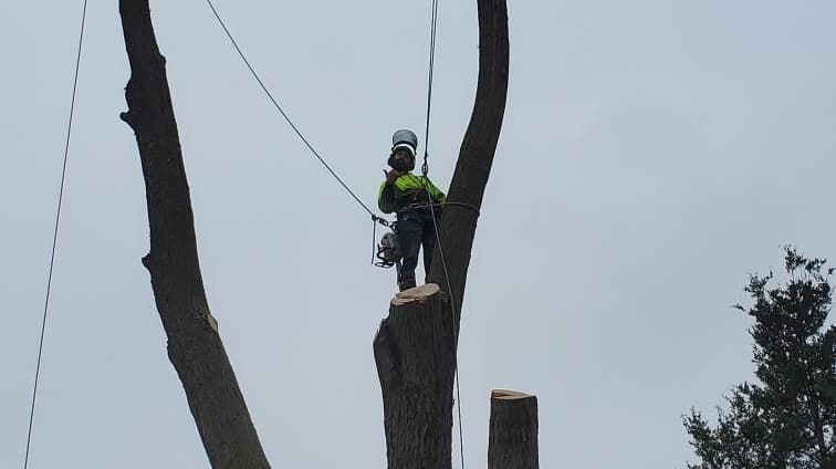 Backwoods Tree Service