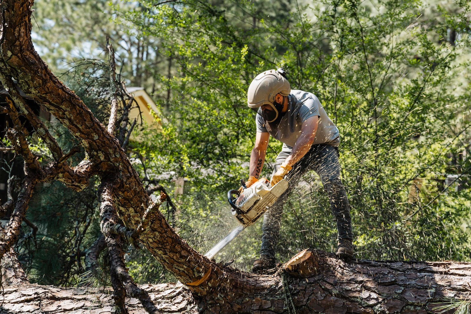 Georgia Pro Tree Services