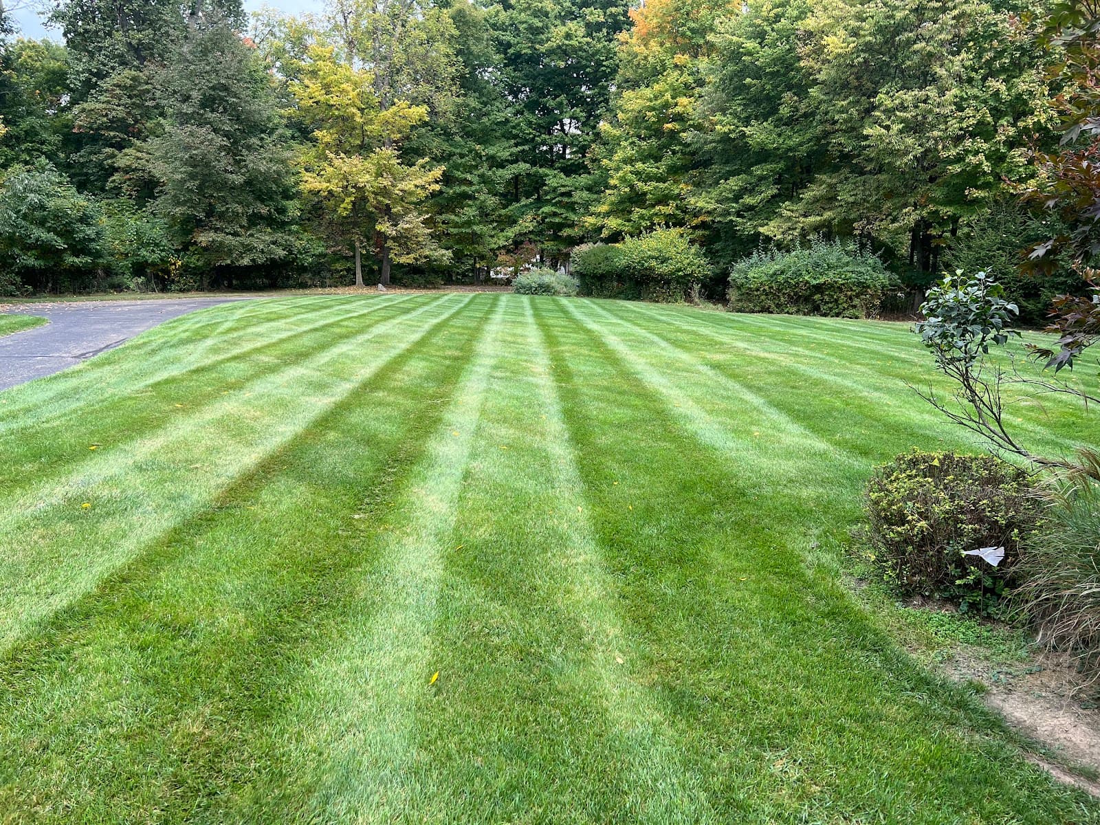 NexGreen Lawn and Tree Care