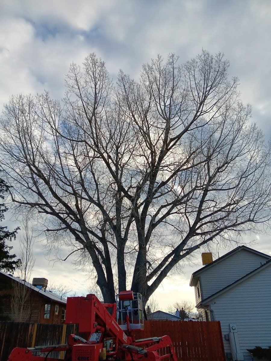 Capshaw Tree Service